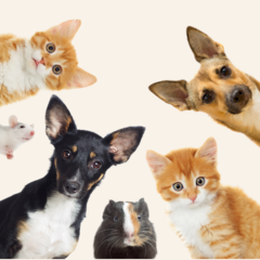 Banner de la categoría PET SHOP