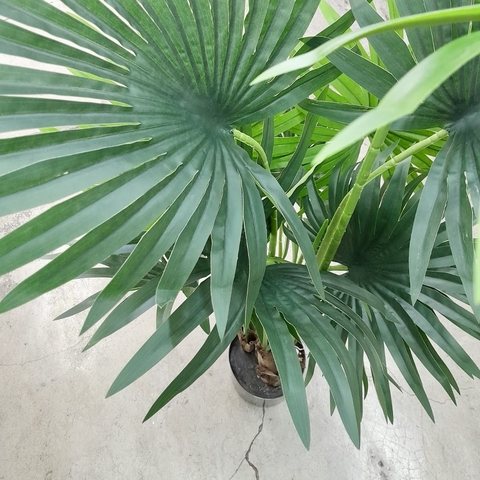 Planta 1,50 - comprar online