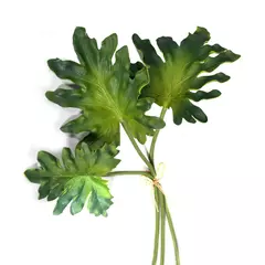 Monstera vara corta, ramo x 3