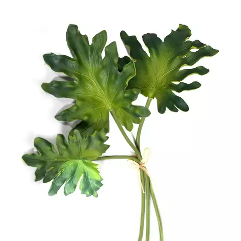 Monstera vara corta, ramo x 3