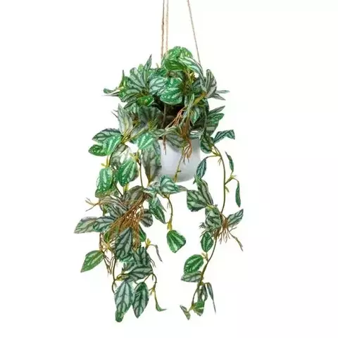 Planta colgante 45 cm con maceta plástica y soga - comprar online