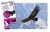 Luminias - Aves en internet