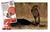 Luminias - Reptiles - tienda online