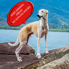 Banner da categoria Roupas para galgos e greyhounds