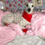 pijama-para-galgos-whippet-e-galgo-italiano-gp-pet-wear