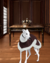 Image of Sobretudo Pet Luxo para Galgos – Casaco de Lã Elegante e Confortável para inverno | GP Pet Wear