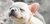 Bulldogs, Pit Bulls. Veja roupas para outras raças. Click ícone 3 barras no topo esquerdo da tela