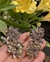 Brinco ear cuff luciana na internet