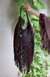 Dallas Brownie - Max Hobo - loja online