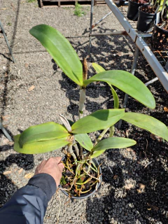 Amethystoglossa tipo "Jessica" x self na internet