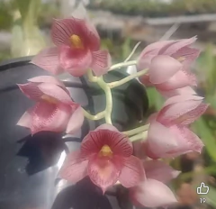 Clowesia rosea x Ctsm denticulatum na internet