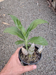 Clowesia rosea x Ctsm denticulatum - Orquidário Bona Flora
