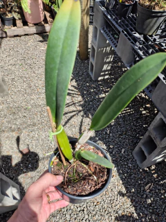 Percivaliana albescens 'Caracas' (Original) na internet
