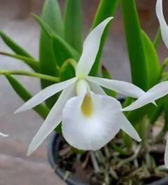 Bc. Katie Star