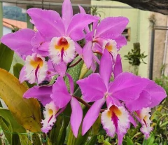 Labiata 'Cara Branca' x 'Cara Branca'