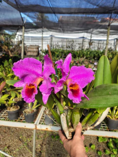 Divisão - Percivaliana rubra venosa/marmorata - comprar online