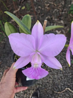 Cattleya walkeriana suave/rosada