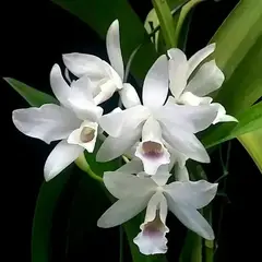 Guarianthe bowringiana albescens