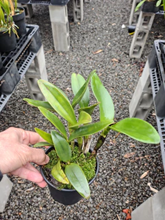Guarianthe bowringiana albescens na internet