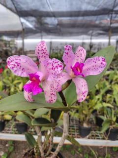 Amethystoglossa tipo - comprar online