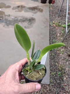 Laelia jongheana alba - comprar online
