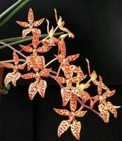 Renanthera monachica