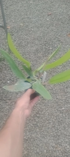 Warnerii 'Leopoldina' x 'Ricardo Bells' - Orquidário Bona Flora