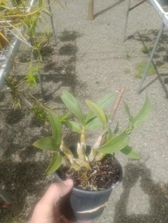 Dendrobium purpureum albo - loja online