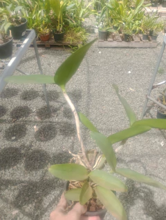 Imagem do Leopoldii 'Dark Princess' x self