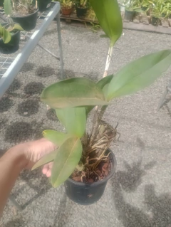 Leopoldii 'Dark Princess' x self - Orquidário Bona Flora