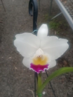 Quadricolor na internet