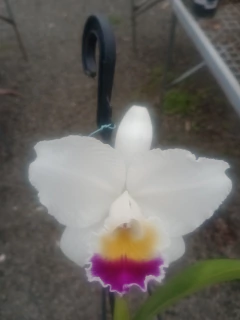 Quadricolor - comprar online