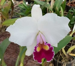 Blc. Fatima Afonso x Lc. Melody Fair