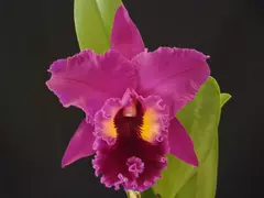 Blc. Purple Ruby x Lc. Pirate King Red Sun