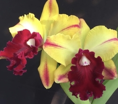 Blc. Toshie Aoki Wine Flare