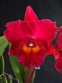 Blc. Village Chief Armani `Red Dragon´