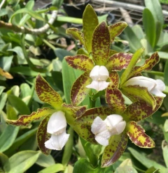 Leopoldii 'Cetro de Esmeralda'