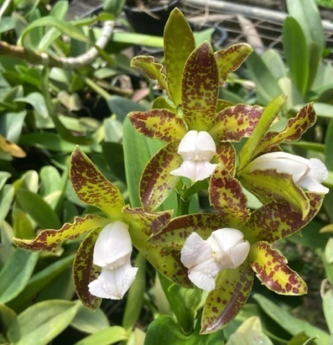 Leopoldii 'Cetro de Esmeralda'