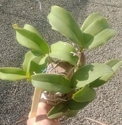 Touceira - Cattleya nobilior 'Beira Rio' x Self