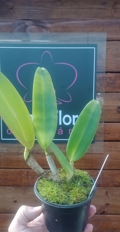 Cattleya warneri orlata - comprar online