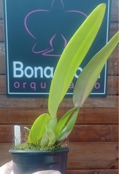Cattleya warneri orlata na internet