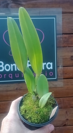 Cattleya warneri orlata - Orquidário Bona Flora