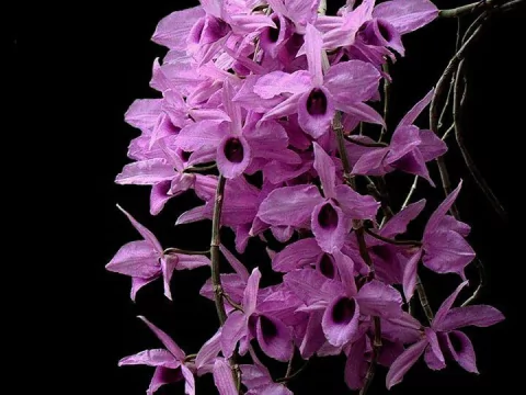 Dendrobium anosmum tipo