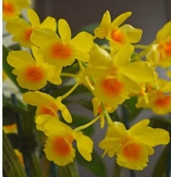 Dendrobium chrysotoxum