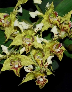 Dendrobium polysema