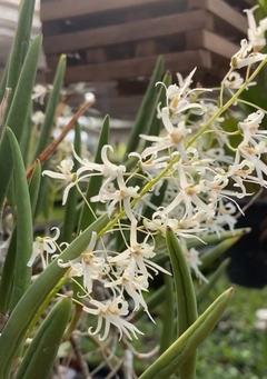 Dendrobium wassellii