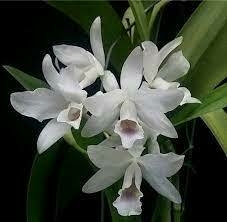 Guarianthe bowringiana albescens