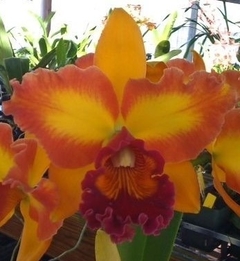 Lc. Mary Ellen Carter 'Dixie Hummingbird'