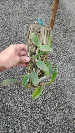 Walkeriana coerulea 'Três Irmãos' x 'Mirian Juliato' - comprar online