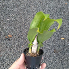 Catasetum pileatum aurantiacum na internet